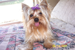 Sir Massimo, sire for our Parti Yorkies